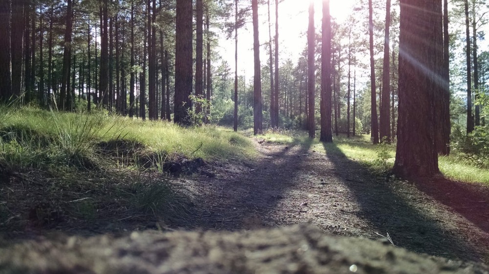 The Top Four Adventures to Get to Know the Great Red Deer Outdoors